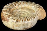 Jurassic Ammonite Fossil - Madagascar #118430-2